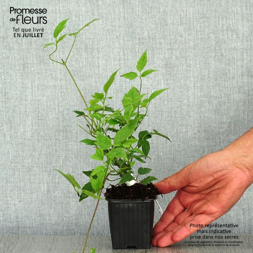 Exemplaar van Clematis montana Grandiflora - Bergbosrank Kweekpotje van 8/9 cm zoals geleverd in de zomer