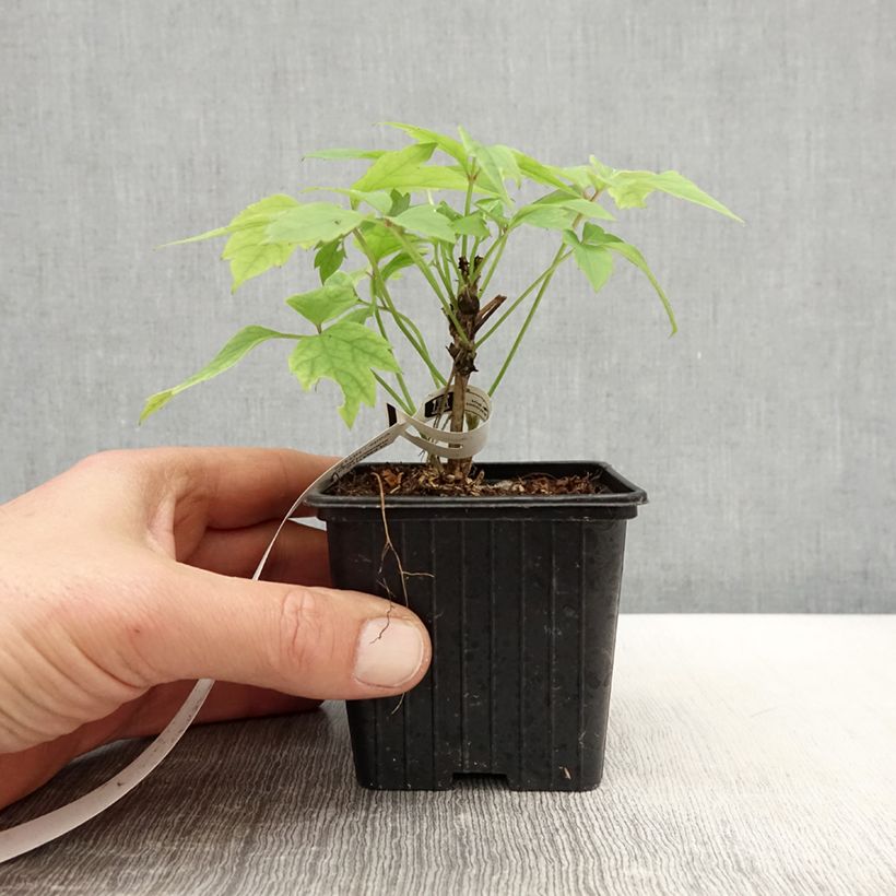 Exemplaar van Clematis montana Grandiflora - Bergbosrank Kweekpotje van 8/9 cm zoals geleverd in de lente