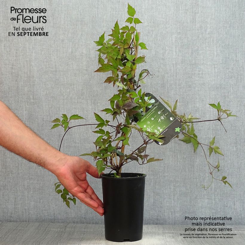 Exemplaar van Clematis montana Grandiflora - Bergbosrank Pot van 1,5 l/2 l zoals geleverd in de zomer