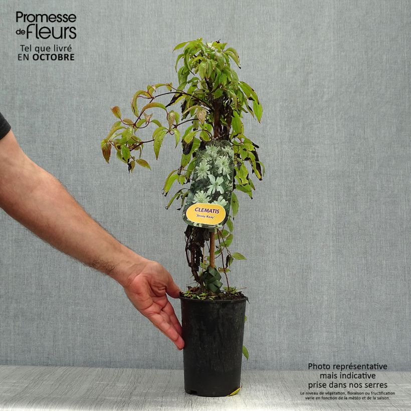 Exemplaar van Clematis montana Jenny Keay - Bergbosrank Pot van 2 l/3 l zoals geleverd in de herfst