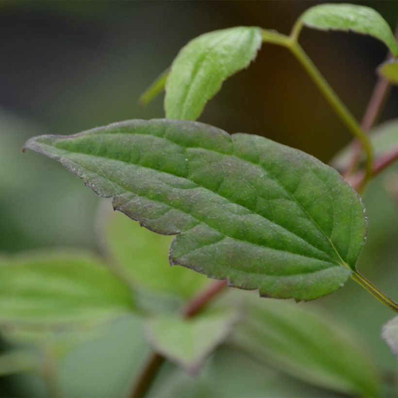 Clematis montana Marjorie - Bergbosrank (Foliage)