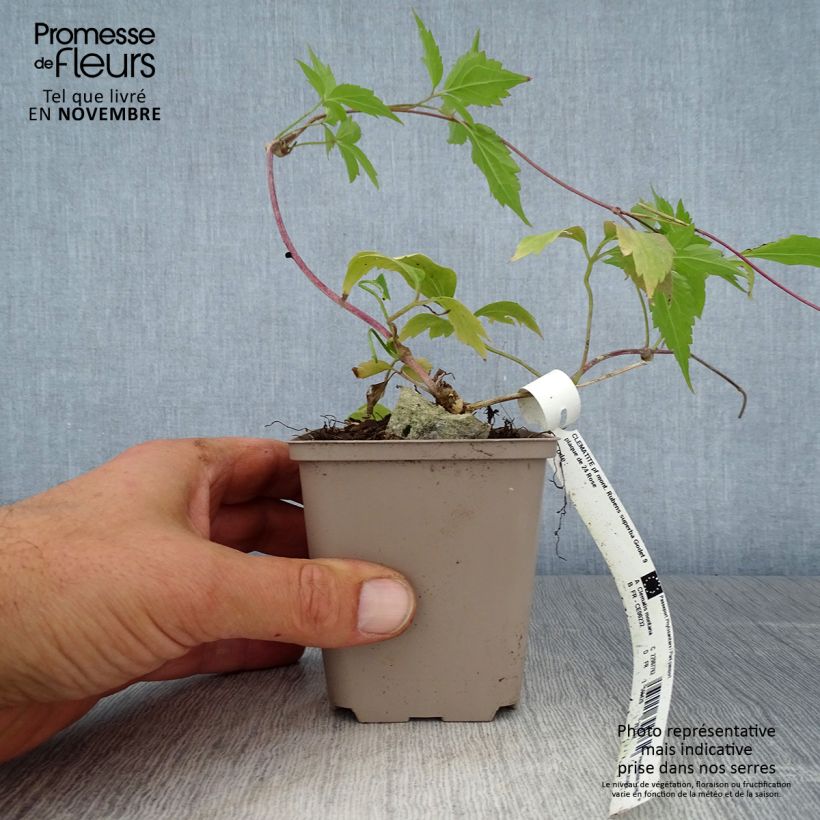 Exemplaar van Clematis montana Rubens - Bergbosrank Kweekpotje van 8/9 cm zoals geleverd in de herfst