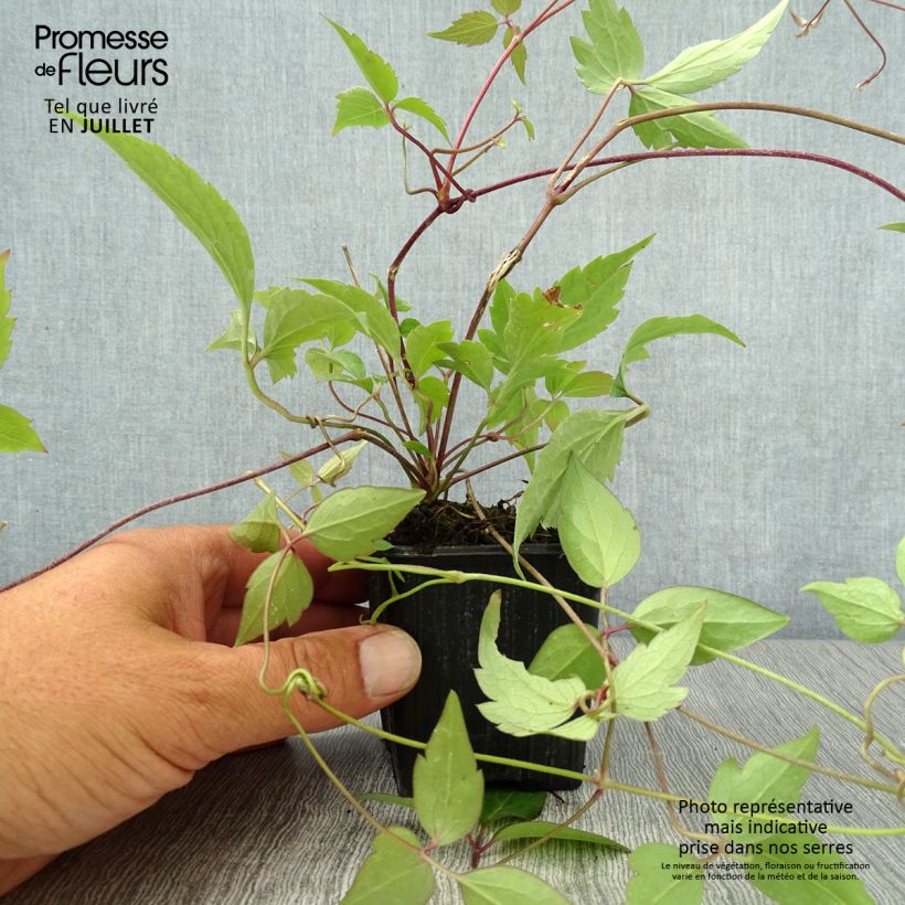 Exemplaar van Clematis montana Rubens - Bergbosrank Kweekpotje van 8/9 cm zoals geleverd in de zomer