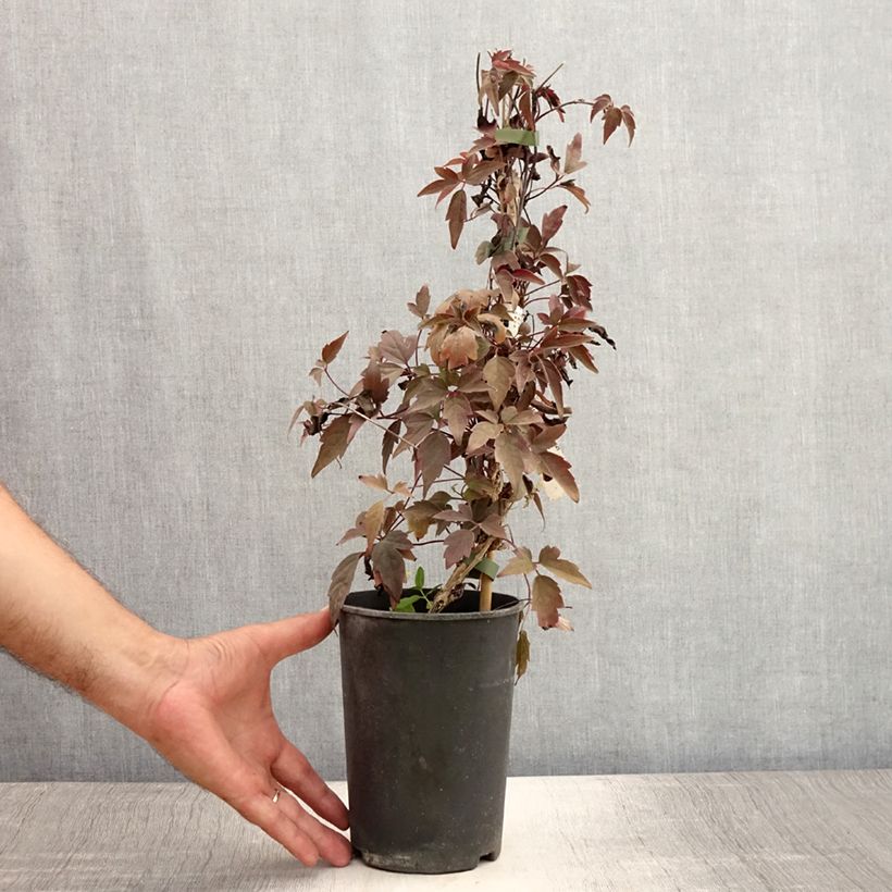 Exemplaar van Clematis montana Rubens - Bergbosrank Pot van 1,5 l/2 l zoals geleverd in de zomer