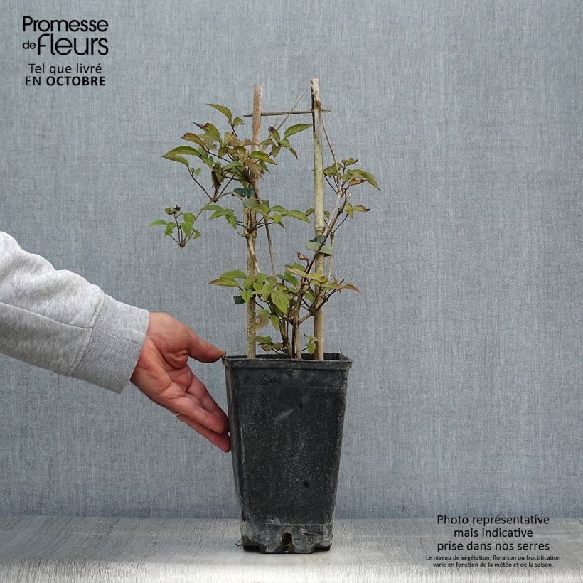 Exemplaar van Clematis montana Spooneri - Bergbosrank Pot van 2 l/3 l zoals geleverd in de herfst