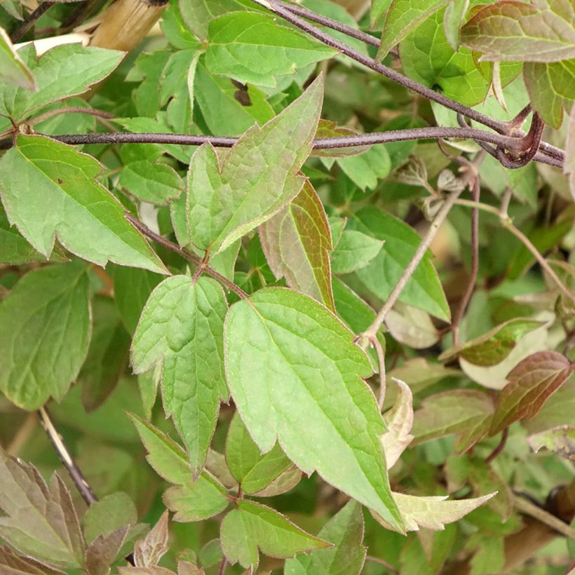 Clematis montana Spooneri - Bergbosrank (Blad)