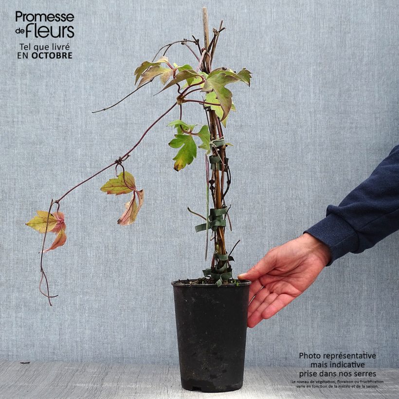 Exemplaar van Clematis montana Tetrarose - Bergbosrank Pot van 2 l/3 l zoals geleverd in de herfst