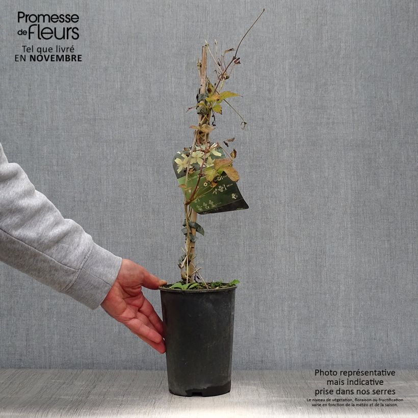 Exemplaar van Clematis montana Wilsonii - Bergbosrank Pot van 2 l/3 l zoals geleverd in de herfst
