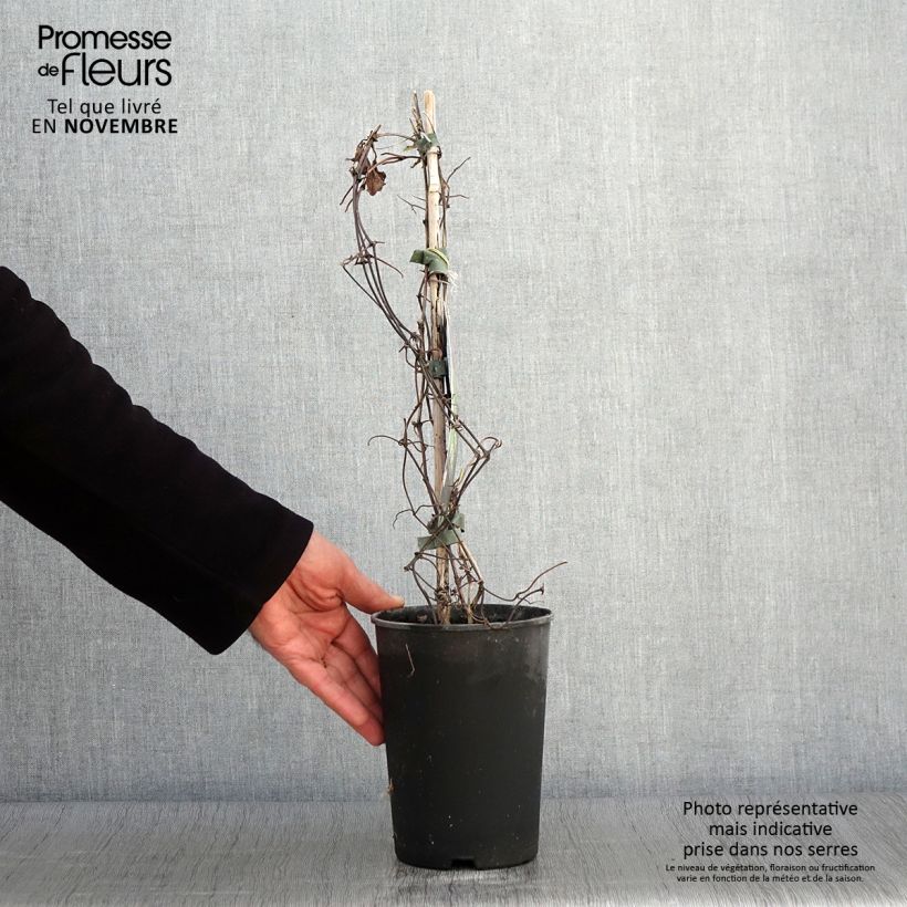Exemplaar van Clematis Mrs Cholmondeley - Grootbloemige clematis Pot van 1,5 l/2 l zoals geleverd in de herfst