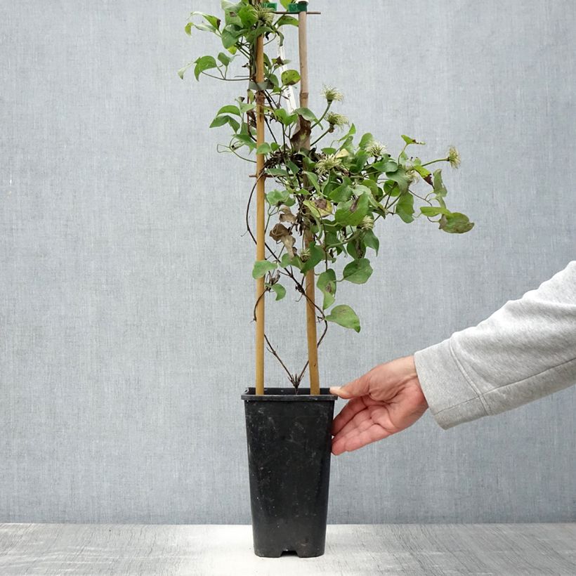 Exemplaar van Clematis patens Mrs N. Thompson - Bosrank Pot van 3 l/4 l zoals geleverd in de zomer