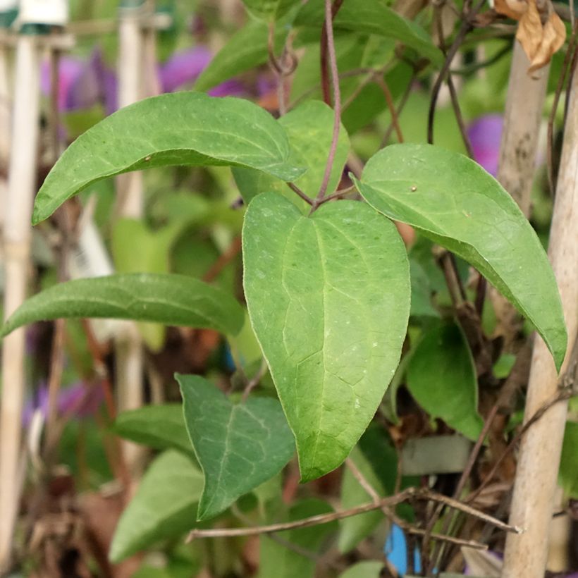 Clematis patens Mrs N. Thompson - Bosrank (Blad)