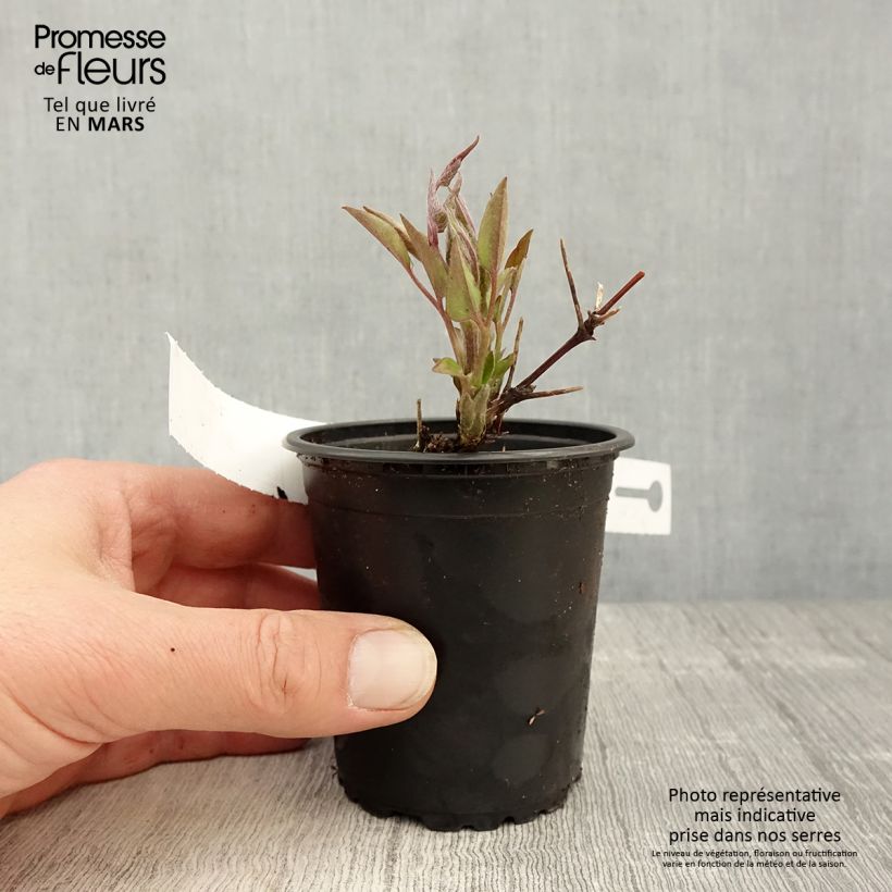 Exemplaar van Clematis patens Multi Blue - Bosrank Kweekpotje van 8/9 cm zoals geleverd in de lente