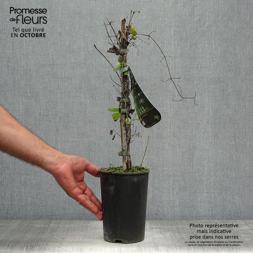Exemplaar van Clematis patens Multi Blue - Bosrank Pot van 2 l/3 l zoals geleverd in de herfst