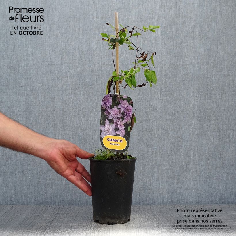 Exemplaar van Clematis Multi Pink - Grootbloemige clematis Pot van 2 l/3 l zoals geleverd in de herfst