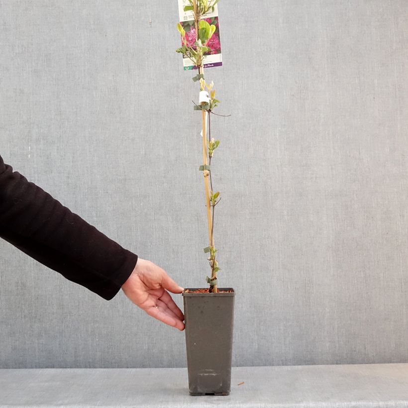 Example of Clematis My Darling - Grootbloemige clematis Pot van 2 l/3 l as you get in printemps