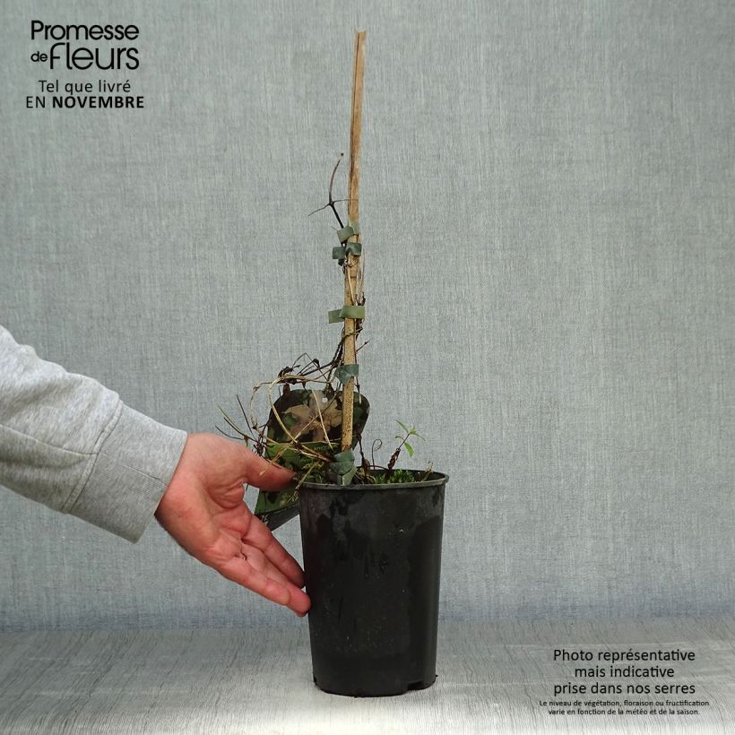 Exemplaar van Clematis patens Myosotis - Bosrank Pot van 2 l/3 l zoals geleverd in de herfst
