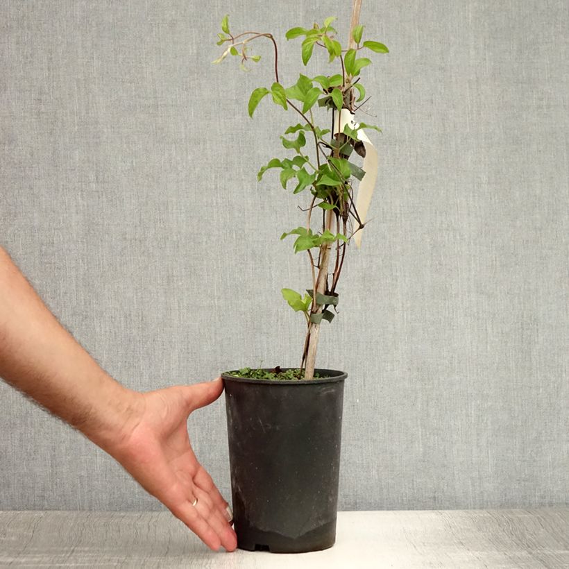 Exemplaar van Clematis patens Myosotis - Bosrank Pot van 2 l/3 l zoals geleverd in de zomer