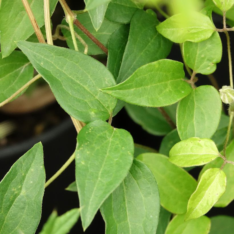 Clematis patens Myosotis - Bosrank (Blad)