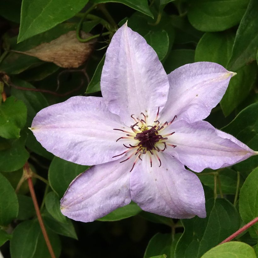 Clematis patens Myosotis - Bosrank (Bloei)