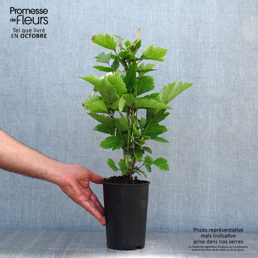 Exemplaar van Clematis New Love - Struikclematis Pot van 2 l/3 l zoals geleverd in de herfst