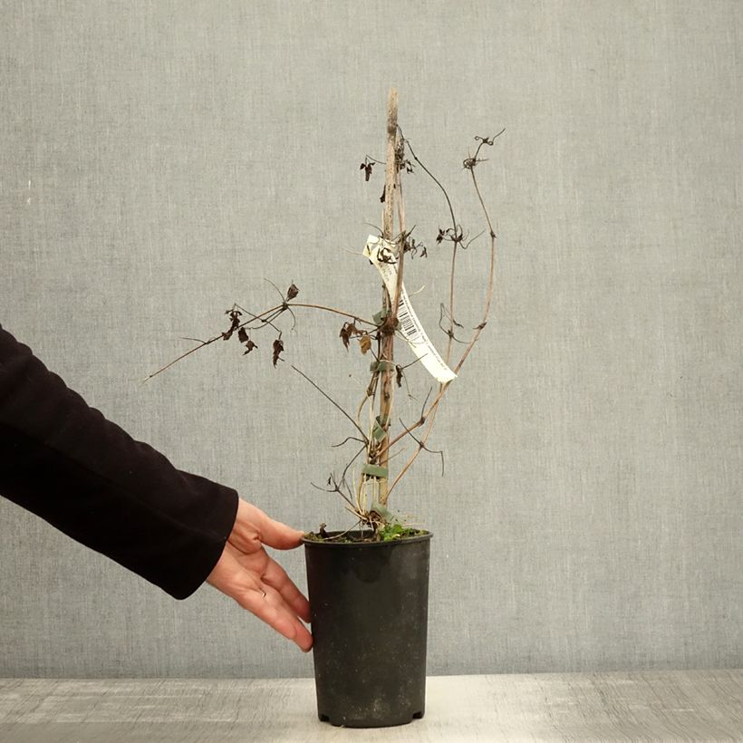 Exemplaar van Clematis alpina Tage Lundell - Alpenbosrank Pot van 2 l/3 l zoals geleverd in de herfst