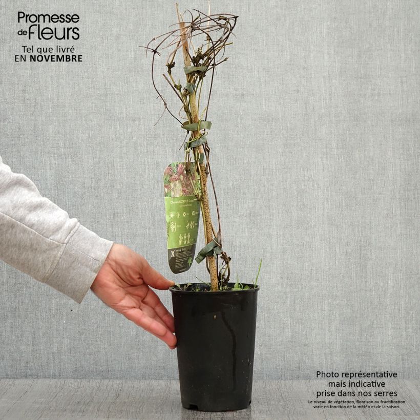 Exemplaar van Clematis Octopus - Kleinbloemige clematis Pot van 2 l/3 l zoals geleverd in de herfst