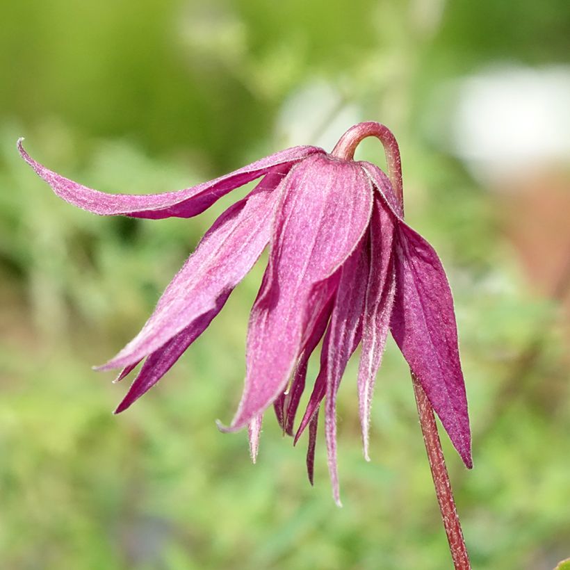 Clematis Octopus - Kleinbloemige clematis (Bloei)