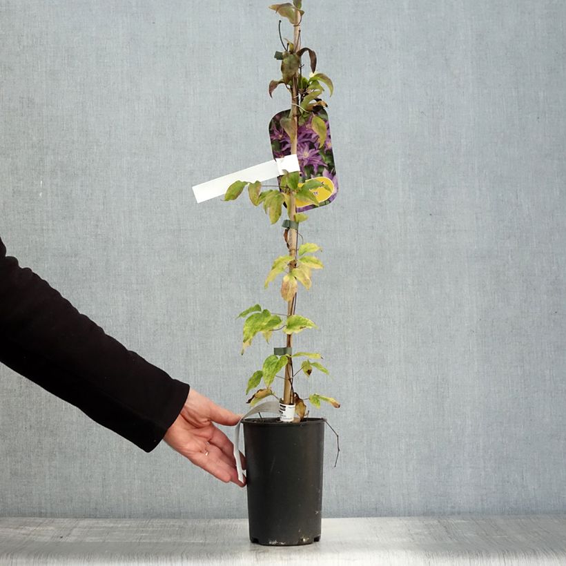Exemplaar van Clematis patens Palette - Bosrank Pot van 2 l/3 l zoals geleverd in de herfst