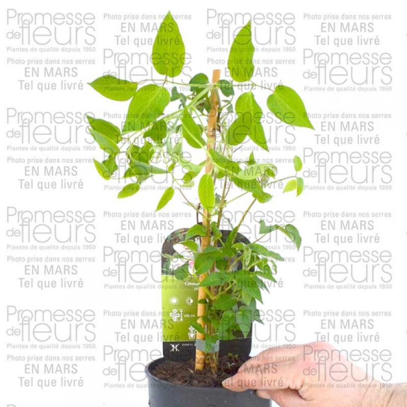 Voorbeeld van een exemplaar van Clematis patens Andromeda - Bosrank Pot van 2 l/3 l zoals geleverd