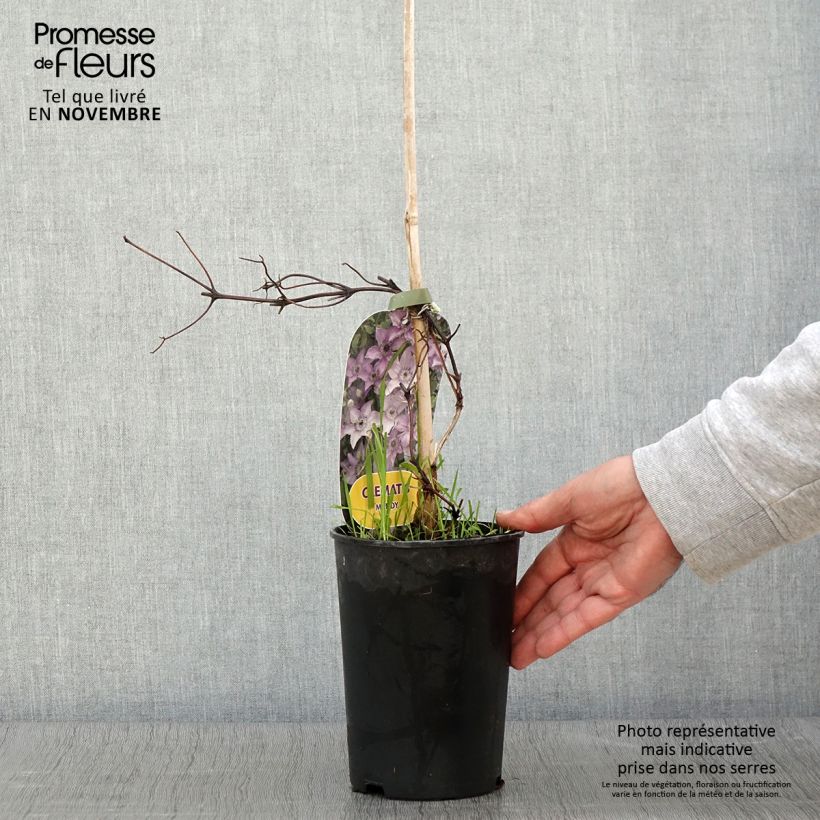Exemplaar van Clematis patens Mandy - Bosrank Pot van 2 l/3 l zoals geleverd in de herfst