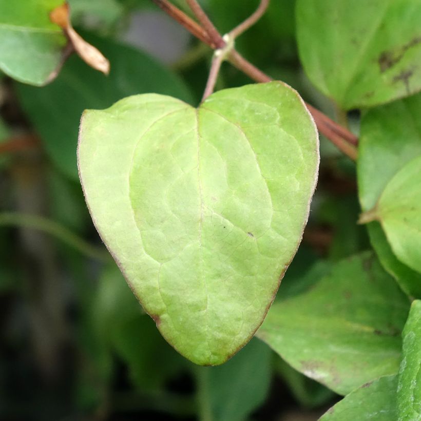 Clematis patens Mandy - Bosrank (Blad)