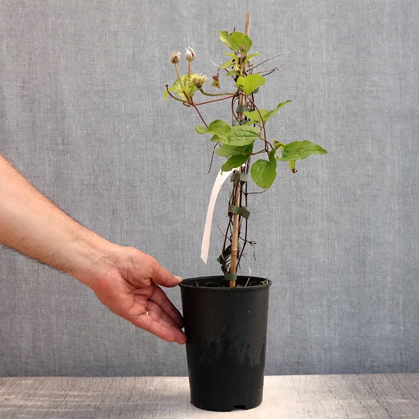 Exemplaar van Clematis patens Spotlight - Bosrank Pot van 2 l/3 l zoals geleverd in de zomer