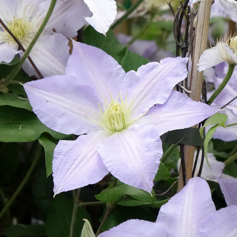Clematis patens Spotlight - Bosrank (Bloei)