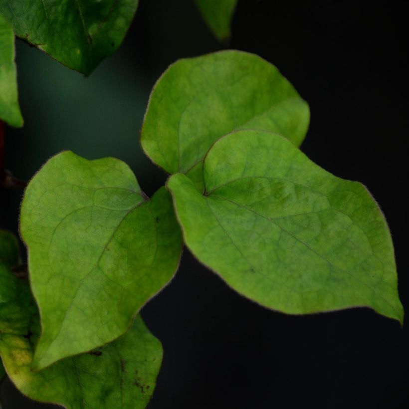 Clematis patens Veronica's Choice - Bosrank (Blad)