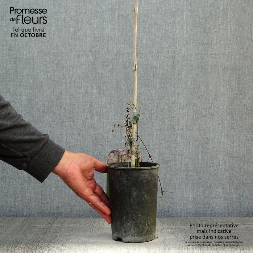 Exemplaar van Clematis Pernille - Italiaanse clematis Pot van 2 l/3 l zoals geleverd in de herfst