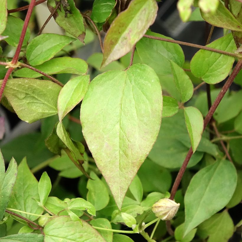 Clematis Pernille - Italiaanse clematis (Blad)