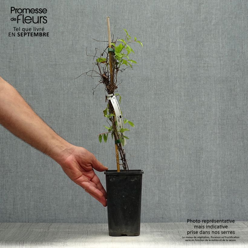 Exemplaar van Clematis Picardy - Grootbloemige clematis Pot van 1,5 l/2 l zoals geleverd in de herfst