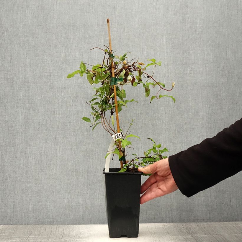 Exemplaar van Clematis Picardy - Grootbloemige clematis Pot van 1,5 l/2 l zoals geleverd in de zomer