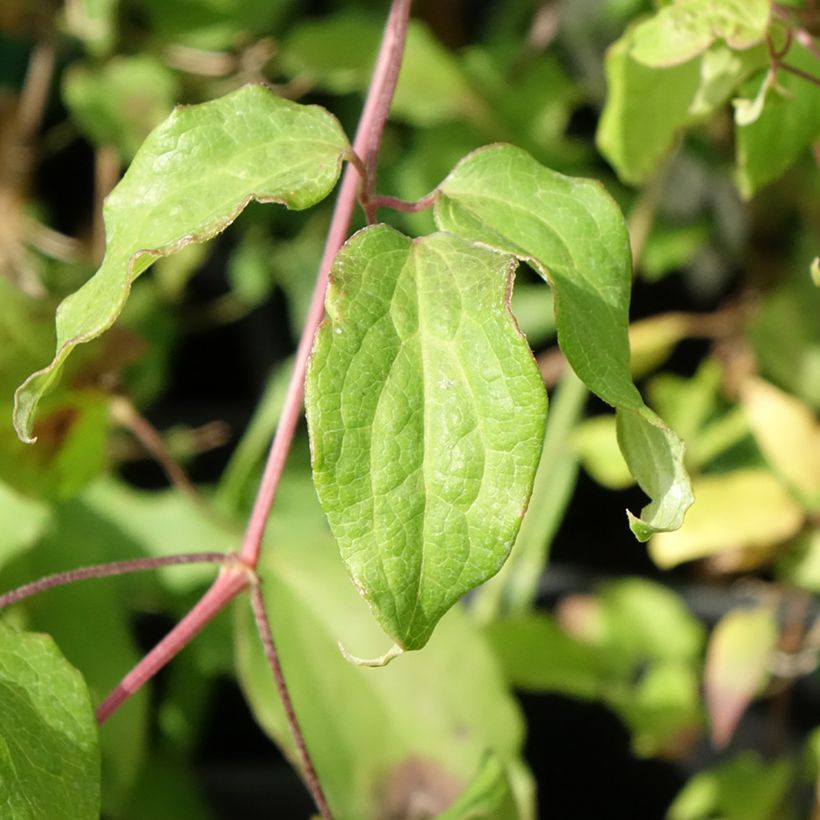Clematis Picardy - Grootbloemige clematis (Blad)