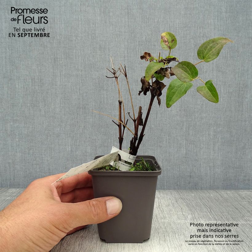 Exemplaar van Clematis patens Piilu - Bosrank Kweekpotje van 8/9 cm zoals geleverd in de herfst