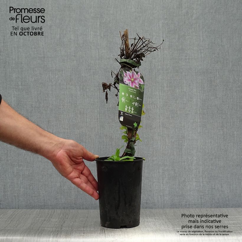 Exemplaar van Clematis patens Piilu - Bosrank Pot van 2 l/3 l zoals geleverd in de herfst