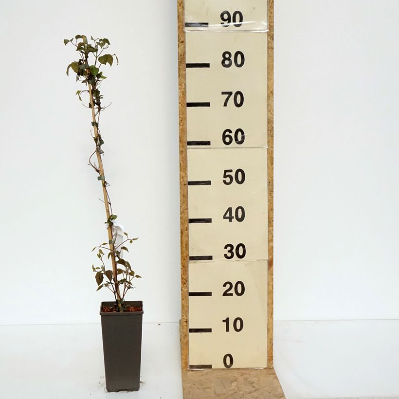 Example of Clematis Pistachio Cake - Grootbloemige clematis Pot van 2 l/3 l as you get in printemps