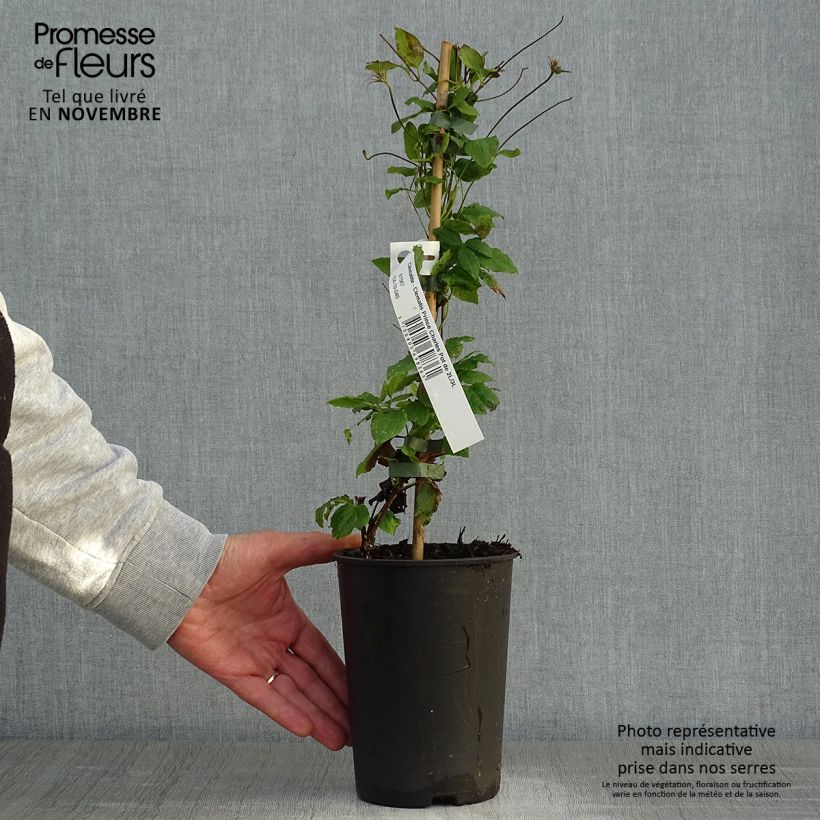Exemplaar van Clematis Prince Charles - Italiaanse clematis Pot van 2 l/3 l zoals geleverd in de herfst