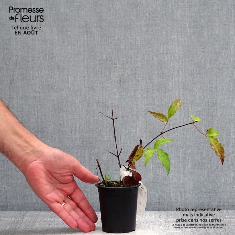 Exemplaar van Clematis patens Proteus - Bosrank Kweekpotje van 8/9 cm zoals geleverd in de zomer