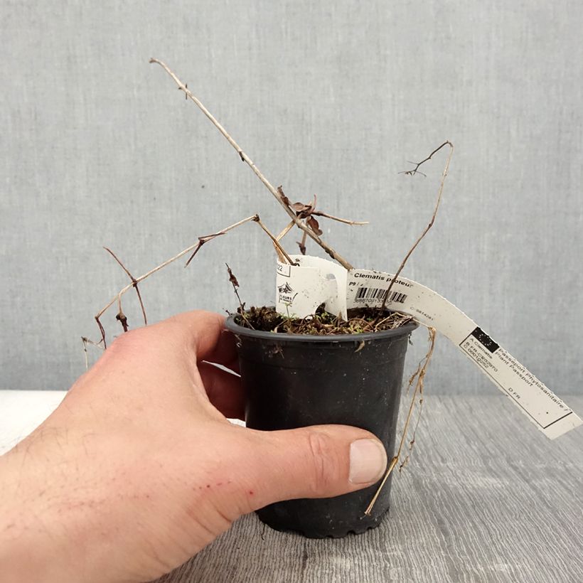 Example of Clematis patens Proteus - Bosrank Kweekpotje van 8/9 cm as you get in printemps