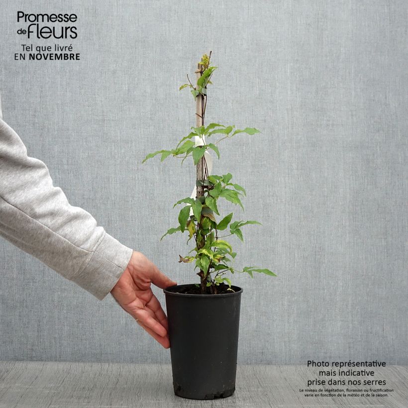 Exemplaar van Clematis patens Proteus - Bosrank Pot van 2 l/3 l zoals geleverd in de herfst