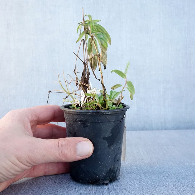 Exemplaar van Clematis  Rasputin - Bosrank Kweekpotje van 8/9 cm zoals geleverd in de winter