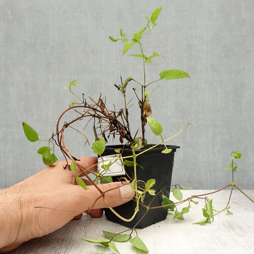 Exemplaar van Clematis  Rasputin - Bosrank Kweekpotje van 8/9 cm zoals geleverd in de lente