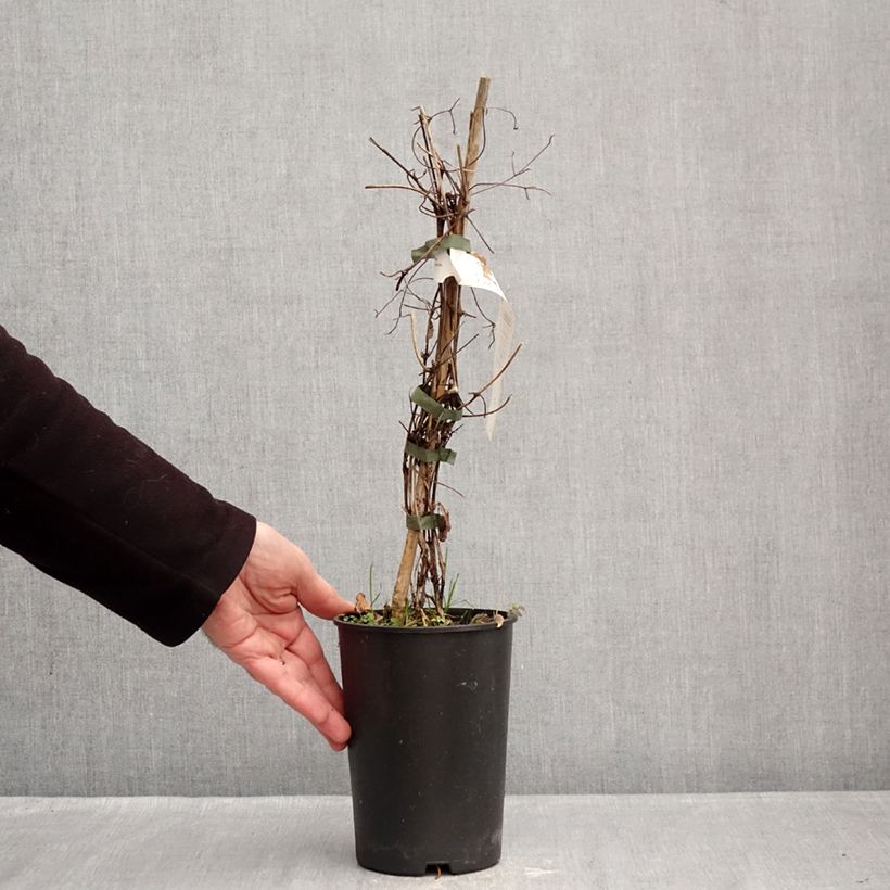 Example of Clematis Red Passion - Grootbloemige bosrank Pot van 2 l/3 l as you get in hiver