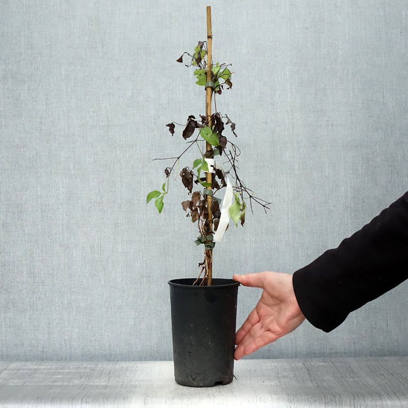 Exemplaar van Clematis Romantika - Grootbloemige clematis Pot van 2 l/3 l zoals geleverd in de herfst
